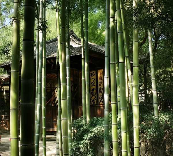 王维竹里馆诗篇，隐逸生活的诗意呈现,竹里馆，王维隐逸生活的诗意写照—原文及翻译解读,诗意,第1张