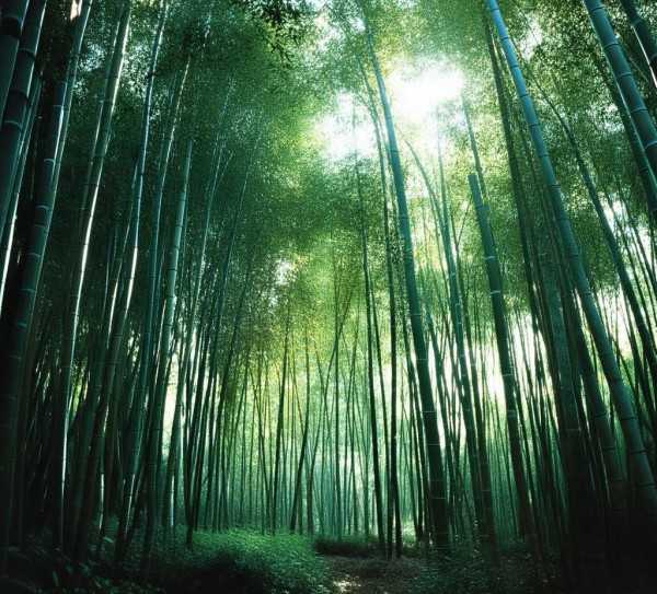 竹影婆娑，岁月静好的竹林诗意,竹影婆娑，岁月静好—竹林的诗意画卷,魅力,诗意,画卷,第1张
